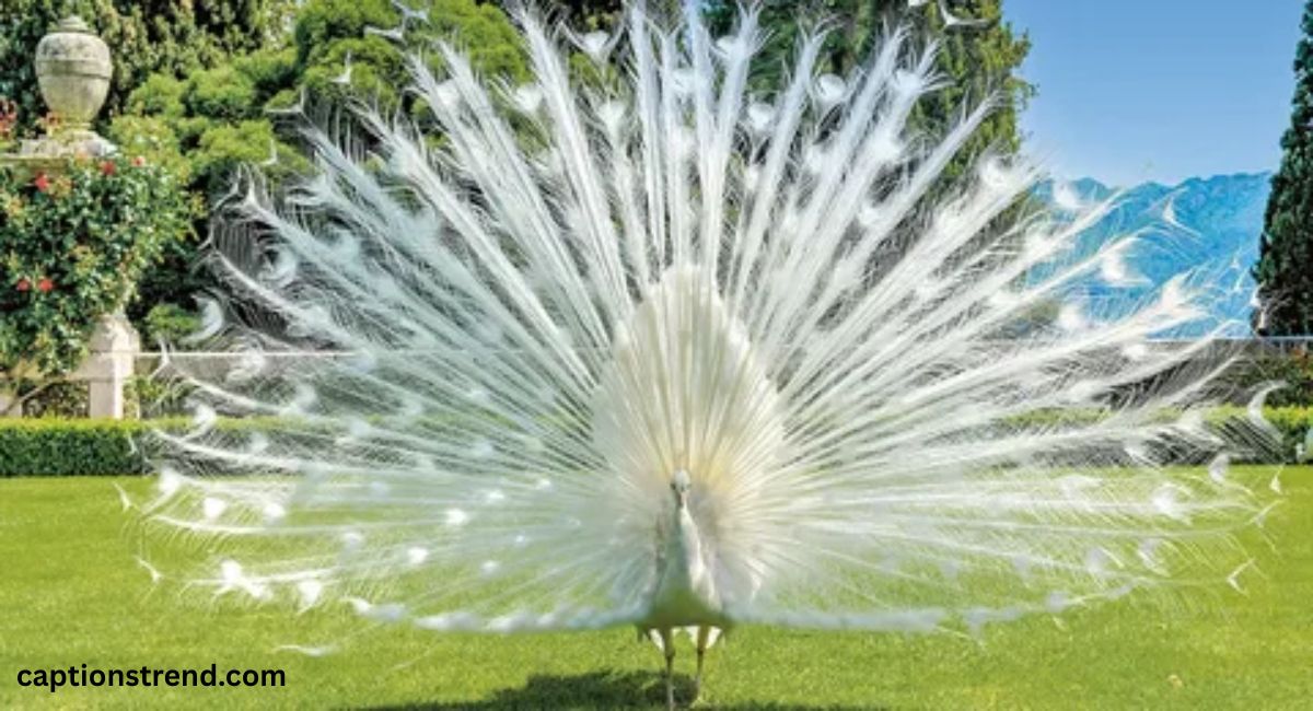 unique-peacock-captions